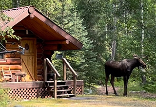 Cozy Moose Cabin